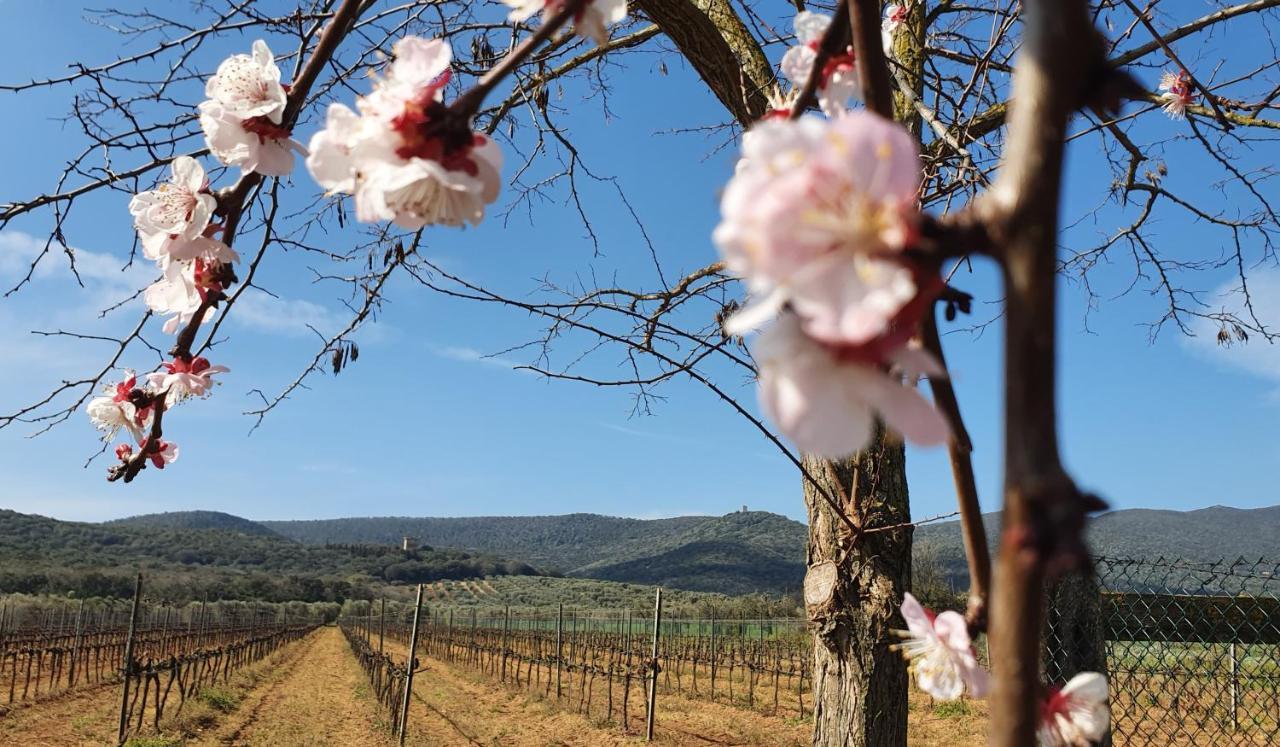 Agriturismo Fusini 마글리아노 인 토스카나 외부 사진