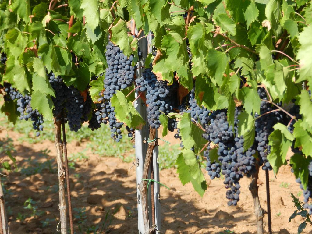 Agriturismo Fusini 마글리아노 인 토스카나 외부 사진