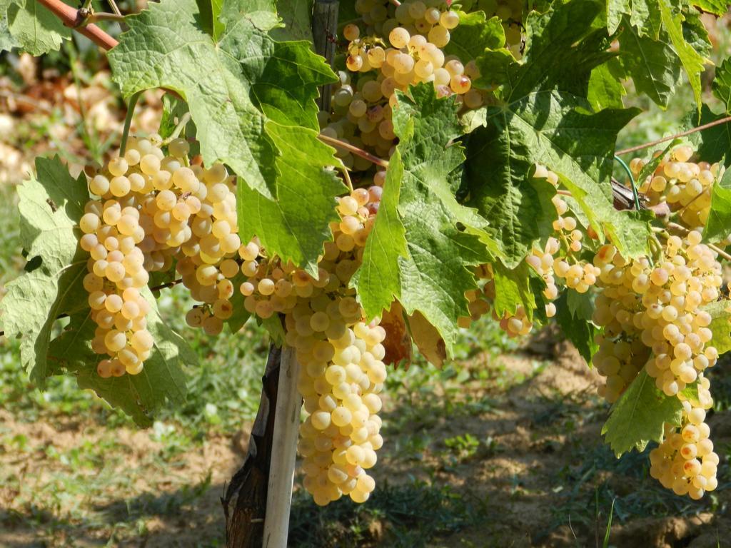 Agriturismo Fusini 마글리아노 인 토스카나 외부 사진
